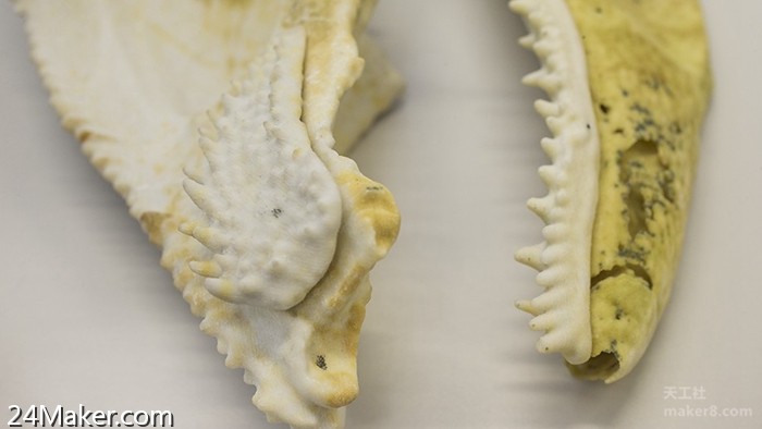 3D打印鱼化石揭示了人类牙齿演化的线索
