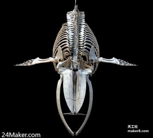 伦敦自然历史博物馆为鲸鱼骨架“希望”3D打印骨头复制品